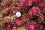 Tropical Fruits You’ve Never Heard Of But Will Love